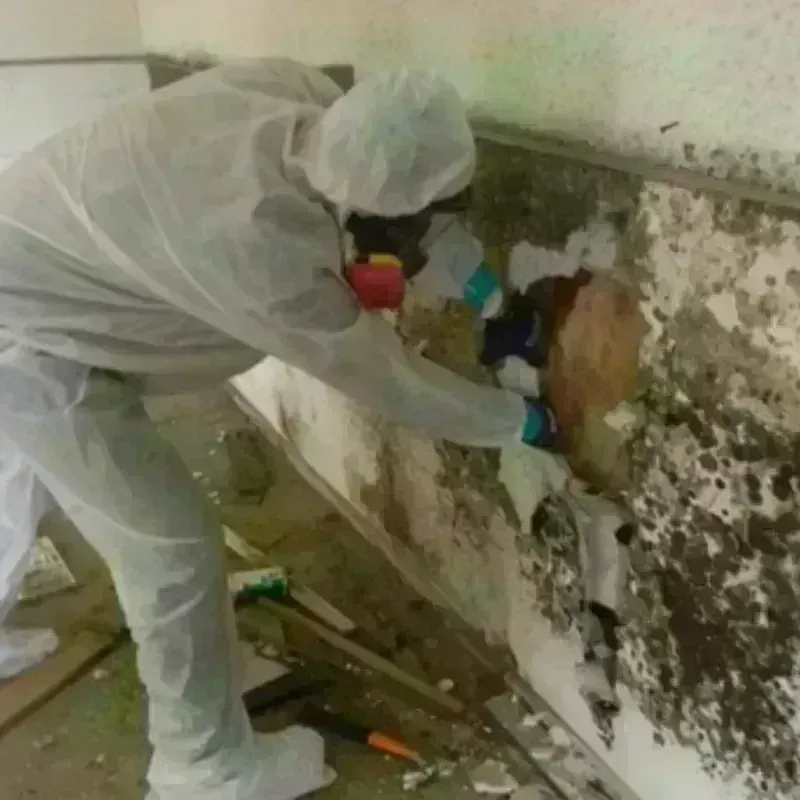 Mold Remediation and Removal in Kershaw County, SC